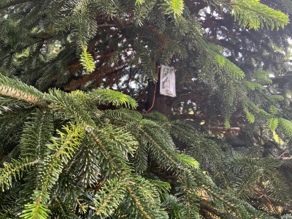 Microphone device mounted on a tree